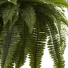 image:imageNearly Natural 22 in Artificial Boston Fern Hanging Basket for Home Decor36 in
