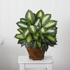 image:imageNearly Natural 22 in Artificial Triple Golden Dieffenbachia with Wood Vase