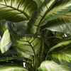 image:imageNearly Natural 22 in Artificial Triple Golden Dieffenbachia with Wood Vase