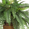 image:imageNearly Natural 23 in Artificial Boston Fern with Wicker Basket