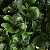 image:imageNearly Natural 23 in Artificial Peperomia UVResistant Outdoor Porch DecorGreen