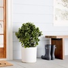 image:imageNearly Natural 23 in Artificial Peperomia UVResistant Outdoor Porch DecorGreen