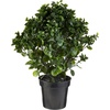 image:imageNearly Natural 23 in Artificial Peperomia UVResistant Outdoor Porch DecorGreen