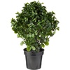 image:imageNearly Natural 23 in Artificial Peperomia UVResistant Outdoor Porch DecorGreen