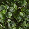 image:imageNearly Natural 23 in Artificial Peperomia UVResistant Outdoor Porch DecorGreen
