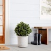image:imageNearly Natural 23 in Artificial Peperomia UVResistant Outdoor Porch DecorGreen