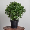 image:imageNearly Natural 23 in Artificial Peperomia UVResistant Outdoor Porch DecorGreen