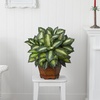 image:imageNearly Natural 24 in Artificial Golden Dieffenbachia Plant with Pot