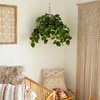image:imageNearly Natural 24Inch UV Resistant Artificial Pothos Plant  IndoorOutdoor Hanging Basket with 50 Warm White LED Lights Battery Operated