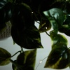 image:imageNearly Natural 24Inch UV Resistant Artificial Pothos Plant  IndoorOutdoor Hanging Basket with 50 Warm White LED Lights Battery Operated