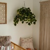 image:imageNearly Natural 24Inch UV Resistant Artificial Pothos Plant  IndoorOutdoor Hanging Basket with 50 Warm White LED Lights Battery Operated