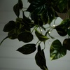 image:imageNearly Natural 24Inch UV Resistant Artificial Pothos Plant  IndoorOutdoor Hanging Basket with 50 Warm White LED Lights Battery Operated