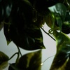 image:imageNearly Natural 24Inch UV Resistant Artificial Pothos Plant  IndoorOutdoor Hanging Basket with 50 Warm White LED Lights Battery Operated