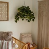 image:imageNearly Natural 24Inch UV Resistant Artificial Pothos Plant  IndoorOutdoor Hanging Basket with 50 Warm White LED Lights Battery Operated