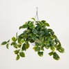 image:imageNearly Natural 24Inch UV Resistant Artificial Pothos Plant  IndoorOutdoor Hanging Basket with 50 Warm White LED Lights Battery Operated