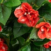 image:imageNearly Natural 24in UV Resistant Artificial Azalea Hanging Plant IndoorOutdoor  Set of 3Red