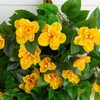 image:imageNearly Natural 24in UV Resistant Artificial Azalea Hanging Plant IndoorOutdoor  Set of 3Yellow