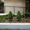 image:imageNearly Natural 25 ft Artificial UVResistant Boxwood Plant Set of 2
