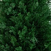 image:imageNearly Natural 25 ft UVResistant Artificial Cedar with Stake Set of 2Green