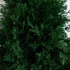 image:imageNearly Natural 25 ft UVResistant Artificial Cedar with Stake Set of 2Green