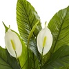 image:imageNearly Natural 26 Spathiphyllum Artificial Real Touch Silk Plants Green