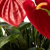 image:imageNearly Natural 26 in Artificial Mixed Greens and Anthurium with Vase