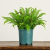 image:imageNearly Natural 27in UV Resistant Artificial Boston Fern Plant with Real Touch Leaves IndoorOutdoor23 in