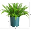image:imageNearly Natural 27in UV Resistant Artificial Boston Fern Plant with Real Touch Leaves IndoorOutdoor23 in