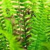 image:imageNearly Natural 27in UV Resistant Artificial Boston Fern Plant with Real Touch Leaves IndoorOutdoor27 in
