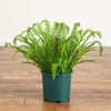 image:imageNearly Natural 27in UV Resistant Artificial Boston Fern Plant with Real Touch Leaves IndoorOutdoor27 in