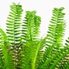 image:imageNearly Natural 27in UV Resistant Artificial Boston Fern Plant with Real Touch Leaves IndoorOutdoor27 in