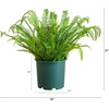 image:imageNearly Natural 27in UV Resistant Artificial Boston Fern Plant with Real Touch Leaves IndoorOutdoor27 in