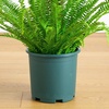 image:imageNearly Natural 27in UV Resistant Artificial Boston Fern Plant with Real Touch Leaves IndoorOutdoor27 in