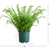 image:imageNearly Natural 27in UV Resistant Artificial Boston Fern Plant with Real Touch Leaves IndoorOutdoor36 in