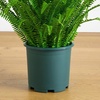 image:imageNearly Natural 27in UV Resistant Artificial Boston Fern Plant with Real Touch Leaves IndoorOutdoor36 in