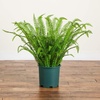 image:imageNearly Natural 27in UV Resistant Artificial Boston Fern Plant with Real Touch Leaves IndoorOutdoor36 in