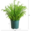 image:imageNearly Natural 27in UV Resistant Artificial Boston Fern Plant with Real Touch Leaves IndoorOutdoor48 in