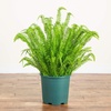 image:imageNearly Natural 27in UV Resistant Artificial Boston Fern Plant with Real Touch Leaves IndoorOutdoor48 in