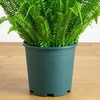 image:imageNearly Natural 27in UV Resistant Artificial Boston Fern Plant with Real Touch Leaves IndoorOutdoor48 in