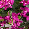 image:imageNearly Natural 28 Bougainvillea Hanging Bush Artificial Set of 2 UV Resistant IndoorOutdoor Silk Plants RedPurple