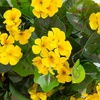image:imageNearly Natural 29 in Artificial Geranium UVResistant Outdoor Porch DecorYellow