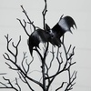 image:imageNearly Natural 2ft PreLit Halloween Black Spooky Twig Tree with Bats and 40 LED Lights