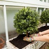 image:imageNearly Natural 2ft UV Resistant Artificial Boxwood Topiary with Integrated Ground Stake IndoorOutdoor  Set of 2