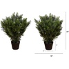 image:imageNearly Natural 2ft UV Resistant Artificial Cedar Tree  IndoorOutdoor Faux Greenery Bush Dense Lifelike Foliage Perfect for Entranceways Gardens No Maintenance Required Set of 2