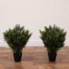 image:imageNearly Natural 2ft UV Resistant Artificial Cedar Tree  IndoorOutdoor Faux Greenery Bush Dense Lifelike Foliage Perfect for Entranceways Gardens No Maintenance Required Set of 2