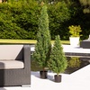 image:imageNearly Natural 2ft UV Resistant Artificial Rosemary Cone Topiary Tree IndoorOutdoorGreen