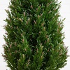 image:imageNearly Natural 2ft UV Resistant Artificial Rosemary Cone Topiary Tree IndoorOutdoorGreen