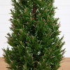 image:imageNearly Natural 2ft UV Resistant Artificial Rosemary Cone Topiary Tree IndoorOutdoorGreen
