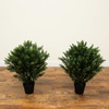 image:imageNearly Natural 3 ft Artificial Cedar Tree UVResistant Outdoor Porch Decor