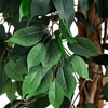 image:imageNearly Natural 3 ft Artificial Ficus Tree with Natural Wood Trunks10ft